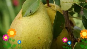 Груша обыкновенная Память Жегалова. Краткий обзор, описание pyrus communis Pamiat Zhegalova