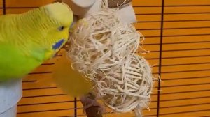 11 hours of budgie sounds for relaxation