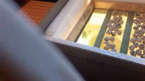 Инкубация перепелиных яиц в самодельному инкубаторе.