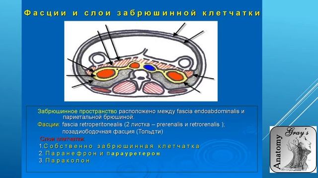 Стенки забрюшинного пространства