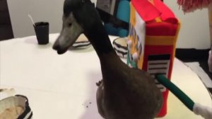 Don't Hug Me I'm Scared - Behind the Scenes Featurette Kickstarter DVD