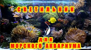 ПЛАНИРУЕТЕ завести МОРСКОЙ АКВАРИУМ ?! ?! ?!