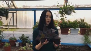 МК   Композиция из комнатных растений