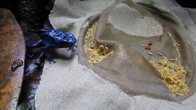 Dendrobates azureus кормление личинкой Drosophila hydei смотреть онлайн