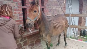 Редкие Лошади, которых Вы Увидите Впервые в Жизни! Топ 10