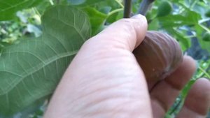 Инжир Brown Turkey супер урожайный сорт.Количество плодов просто зашкаливает.