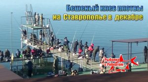 Бешеный клев плотвы в конце декабря на Новотроицком водохранилище.