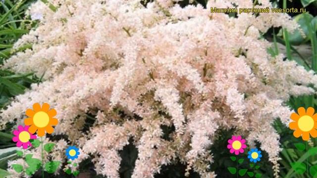 Астильба простая Пинк Лайтинг. Краткий обзор, описание характеристик astilbe simplex Pink Lightning смотреть онлайн