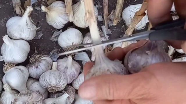 Подготовка овощей для хранения. Морковь, лук, чеснок. Часть II. смотреть онлайн