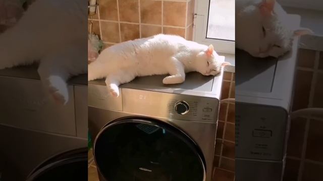 Cat Кошки Котята Коты #Shorts 1299.mp4