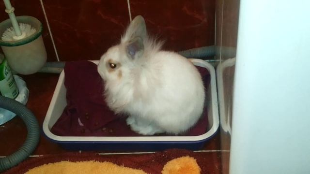 Кролик приучается к туалету!!! Гы!!! смотреть онлайн