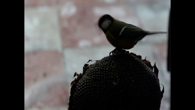 Большая синица за вашим окном смотреть онлайн