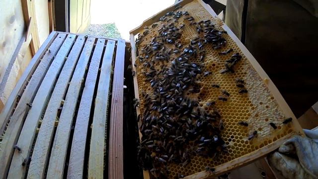 Пасека на колесах. Пчелопавильон. Пасека в горах. Натуральный мед смотреть онлайн