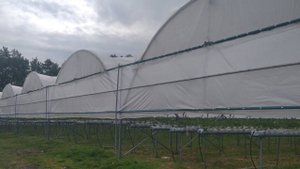 Кокосовые маты после двух циклов выращивания клубники снова в дело!