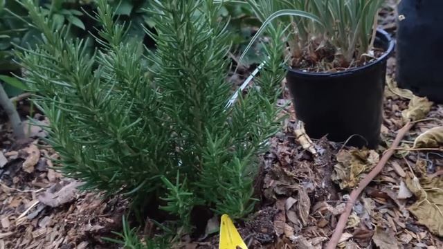 Rosemary Tuscan Blue (Rosmarinus Officinalis)