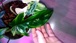 Filodendron magik mask.  Филодендрон маска вариегантная.