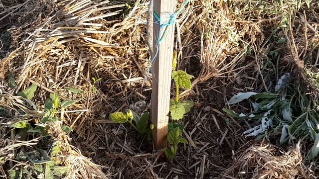 Фундук Трапезунд.Майские работы на степном участке. смотреть онлайн