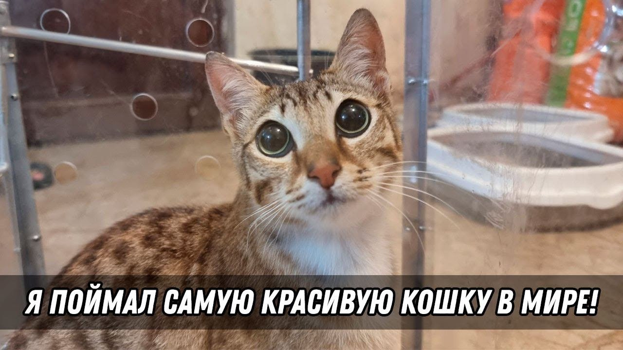 Поймал самую красивую кошку в мире!