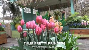 Tulip 'Pretty Princess' - FarmerGracy.co.uk