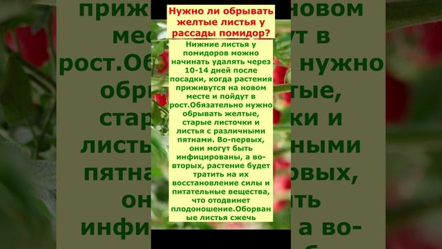 нужно ли обрывать жёлтые листья на Помидорах