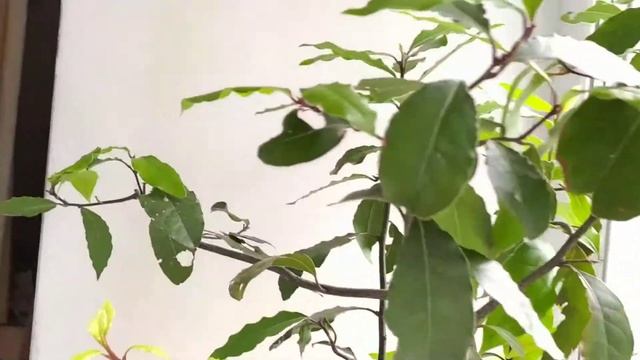 Что сделать, чтобы лавр дал боковые побеги и стал пышнее. смотреть онлайн