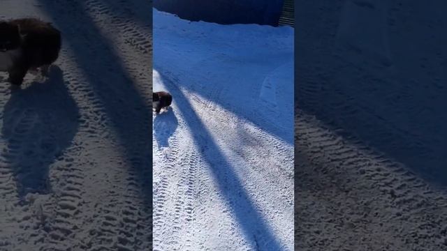 Маленькие котята?? смотреть онлайн