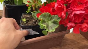 Обзор моего сада.Бегонии.Пеларгонии.