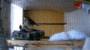 Овсянка-ремез и канарейка