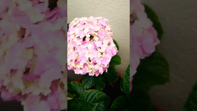 French hydrangea plant pink yellow mixed colour