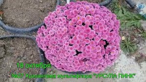№27 Хризантема мультифлора УРСУЛА ПИНК 3 10 2023 г