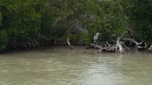 Rio Lagartos y “Las Coloradas”. Mérida Yucatán