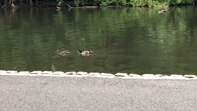 Интроверту не скучно одному. Наблюдаю, как американки мамы бегают с колясками в парке. смотреть онлайн