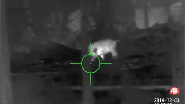 Жирный кабан! Следил через ATN MARS HD 384 4.5-18x смотреть онлайн