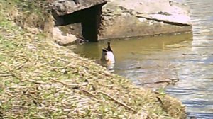 Первый апрельский карась.avi