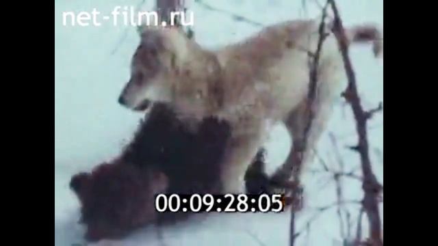 1976г. озеро Байкал. Баргузинский заповедник. смотреть онлайн