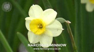 Narcissus 'Minnow' - FarmerGracy.co.uk