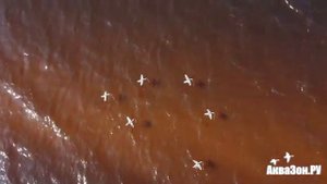 Махокрыл утки и селезня кряквы