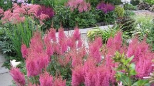 АСТИЛЬБА ДЛЯ ТЕНИСТОГО САДА И ПОЛУТЕНИ. ОБЗОР СОРТОВ. Plants for a shady garden. Astilba.