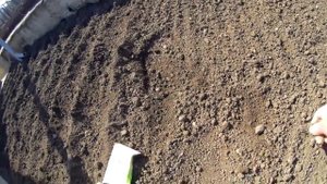 Наш огород. Сеем петрушку и укроп.