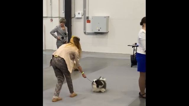 Ganko Saffi Domino white and black смотреть онлайн