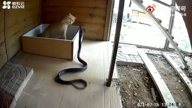 Кошка защищает котят от кобры??? смотреть онлайн