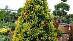 Туя западная Санкист (thuja occidentalis sunkist) ? Санкист обзор: как сажать, саженцы туи Санкист