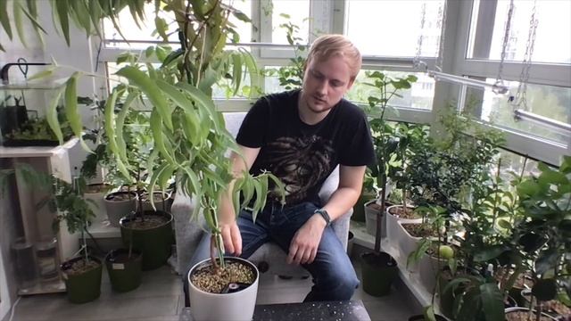 Эвкалипты на автополиве. Лимонный эвкалипт. Эвкалипт Гунни.