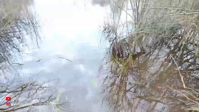 Пруд на даче. Рыбалка и водные процедуры)). Вредитель для пруда. Свой пруд. Пруд на участке.