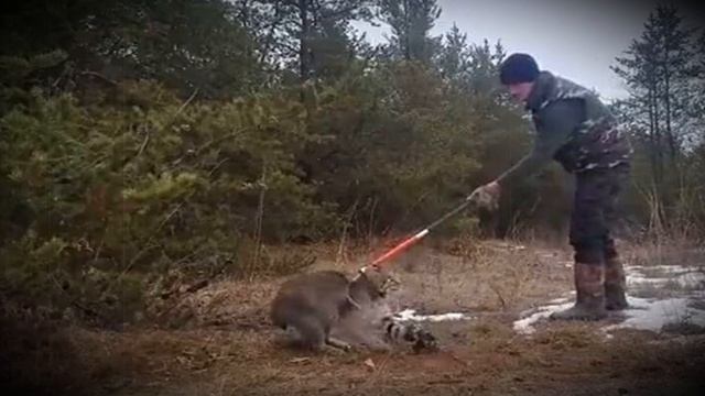 Лесники СПАСЛИ дикую рысь, попавшую в петлю, НО они и не представляли, ЧТО их ждёт! смотреть онлайн