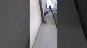 звук болгарки (/)