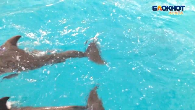 Дельфины в Анапе так похожи на людей! смотреть онлайн