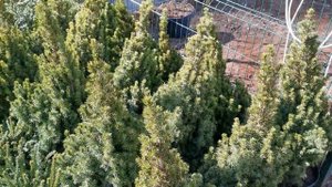 Ель обыкновенная Виллс Цверг (Will's Zwerg)*