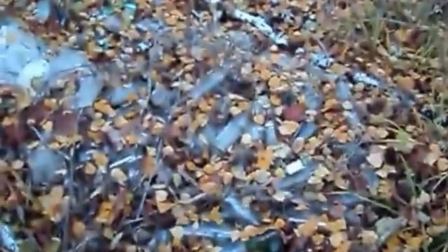 экологическая прогулка у жуковки смотреть онлайн