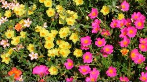 Портулак махровый — описание сорта, выращивание